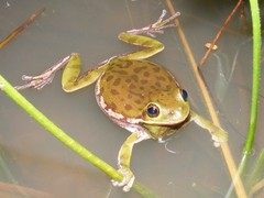 Barking Treefrog photo 5