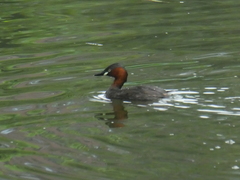 Tachybaptus ruficollis
