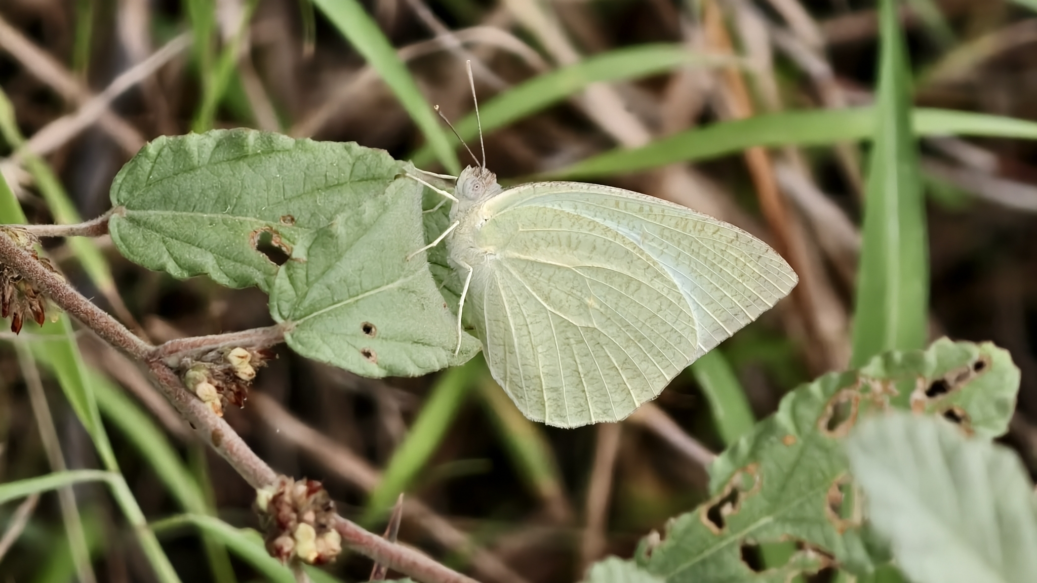Mottled Emigrant