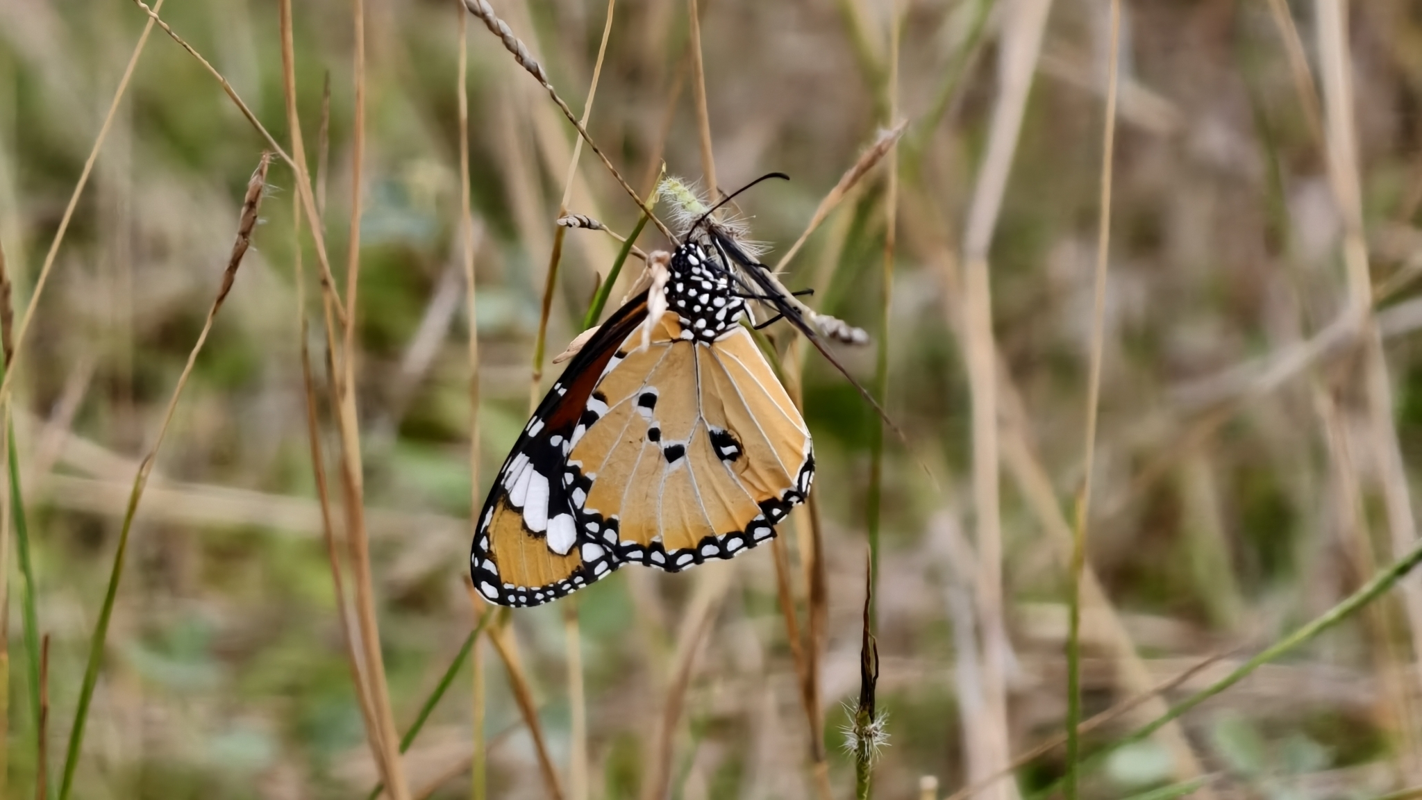 Plain Tiger