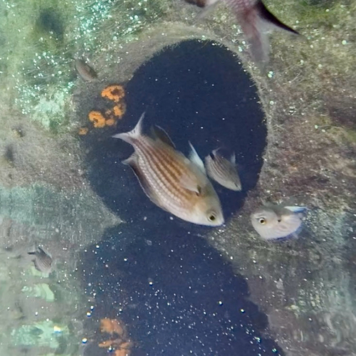 Chromis chromis