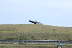 Corvus brachyrhynchos