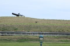 Corvus brachyrhynchos