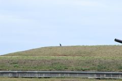 Corvus brachyrhynchos