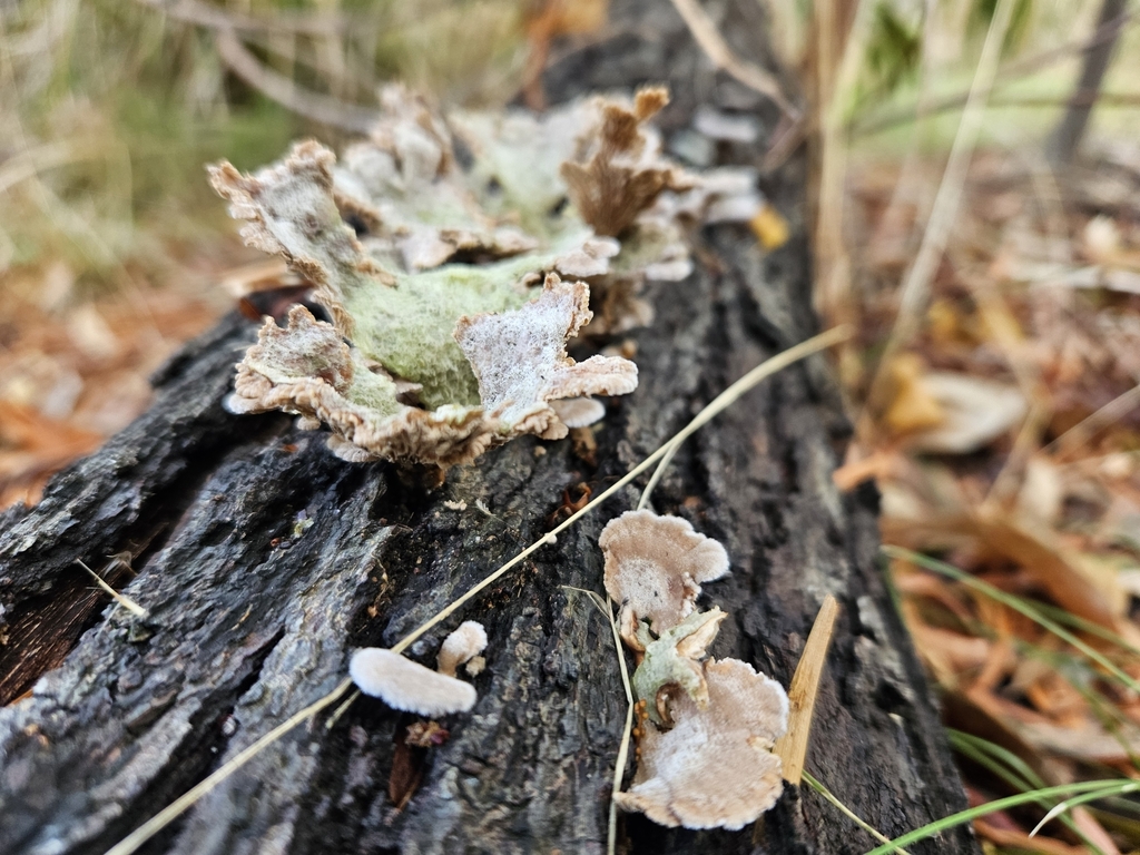 Schizophyllum commune · May 2025 · photo: © heath_hunter (iNaturalist, cc-by-nc)