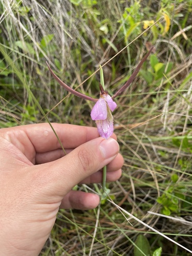 large spreading pogonia (Cleistesiopsis divaricata)
