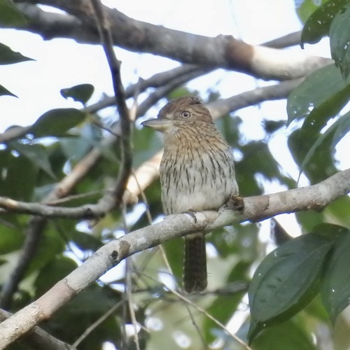 Eastern Striolated Puffbird (Nystalus striolatus)