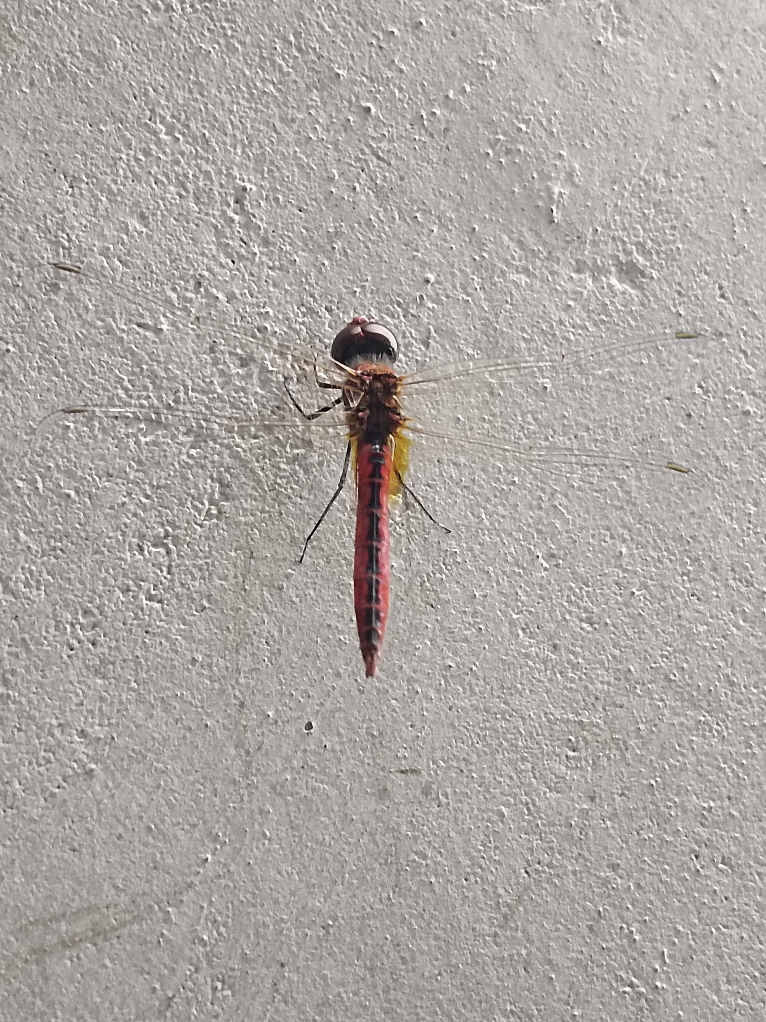 Estuarine Skimmer