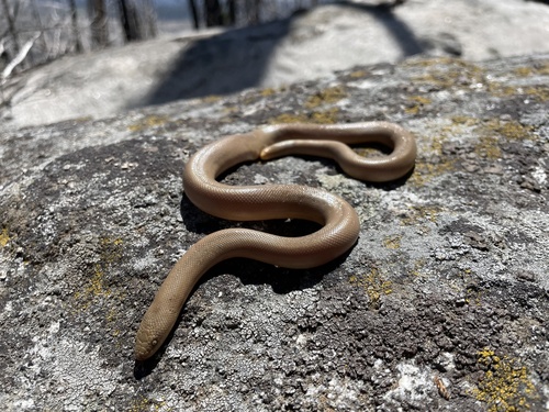 iNaturalist observation photo of Northern Rubber Boa