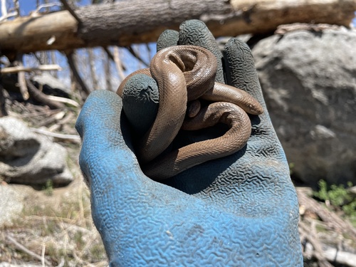 iNaturalist observation photo of Northern Rubber Boa