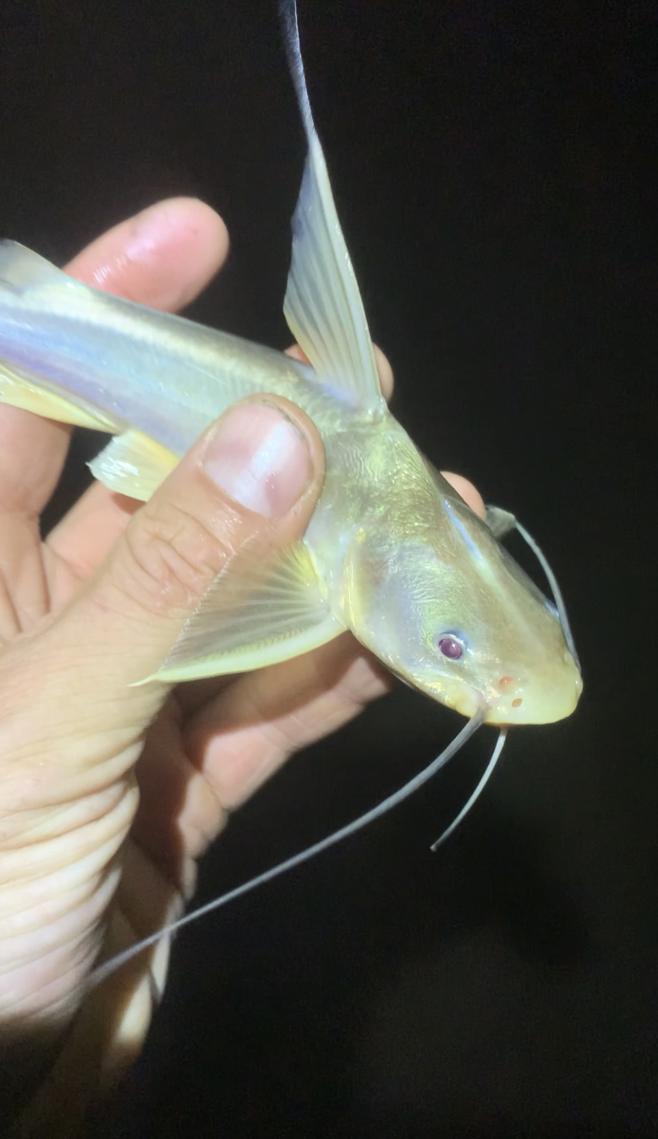 Copper Catfish photo 3