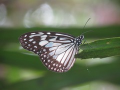 Ideopsis juventa