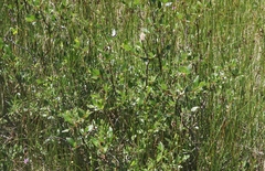 Salix planifolia