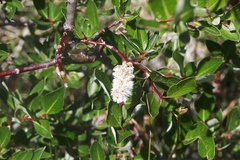 Salix planifolia