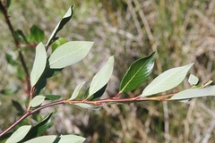 Salix planifolia