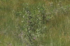 Salix planifolia