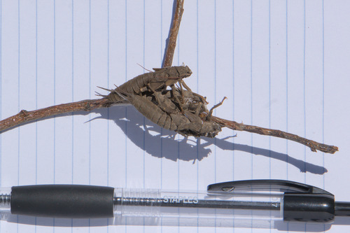 California Giant Stonefly photo 3