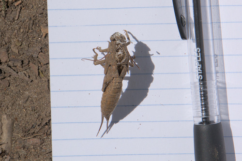 California Giant Stonefly photo 5