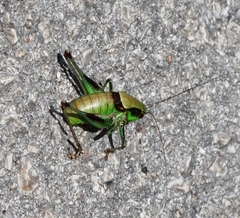 Eupholidoptera schmidti