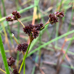 Juncus militaris