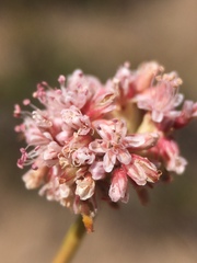 Eriogonum elatum