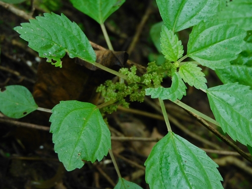 Foto de Pilea hyalina