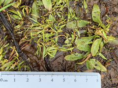 Potamogeton spirillus