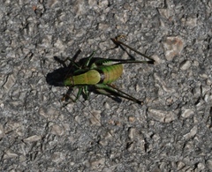 Eupholidoptera schmidti