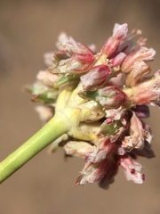 Eriogonum elatum