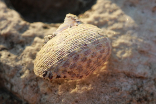 Puž ogrc (Phorcus turbinatus)