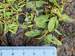 Potamogeton spirillus