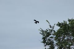 Corvus brachyrhynchos