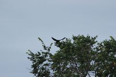 Corvus brachyrhynchos