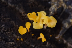 Tremellomycetes