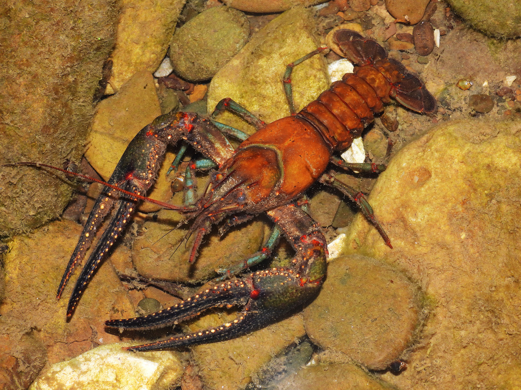 Longpincered Crayfish