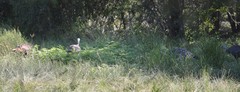 Meleagris gallopavo intermedia