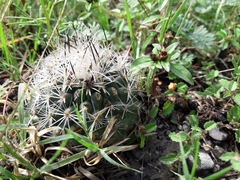 Rapicactus beguinii