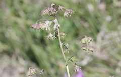 Thalictrum sparsiflorum