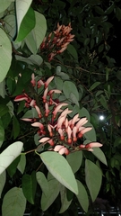 Erythrina crista-galli