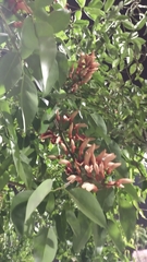 Erythrina crista-galli