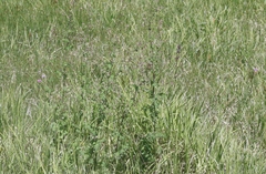 Thalictrum sparsiflorum