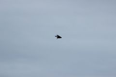 Corvus brachyrhynchos