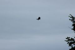 Corvus brachyrhynchos