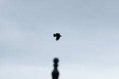 Corvus brachyrhynchos