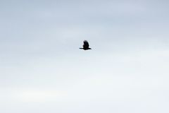 Corvus brachyrhynchos