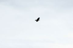 Corvus brachyrhynchos