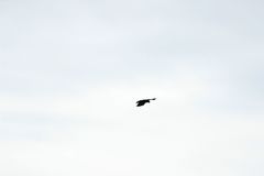 Corvus brachyrhynchos