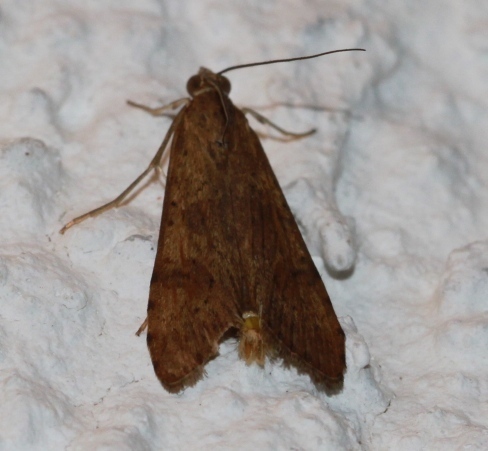 vijačka sťahovavá (Nomophila noctuella)