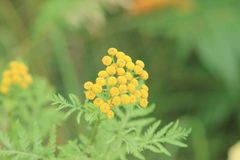 Tanacetum vulgare