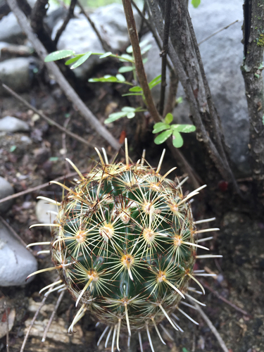 Scheer's Fishhook Cactus